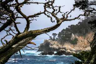 Point Lobos-0100.jpg Point Lobos-0100.jpg